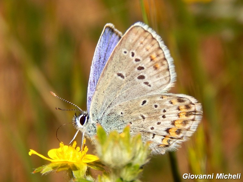Plebejus idas